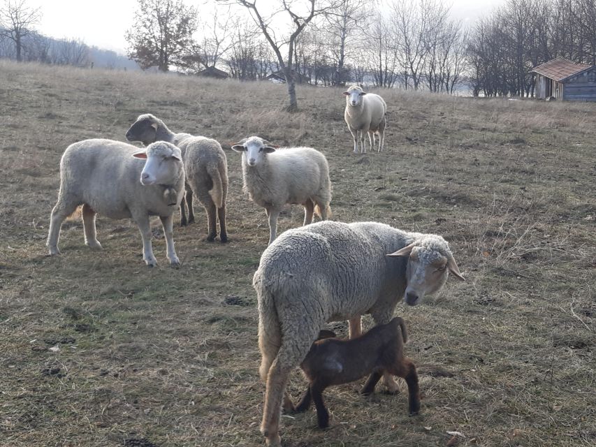 Budapest Hike to Visegrád Castle w or wo Sauna/Danube beach - Who Should Book This Hike
