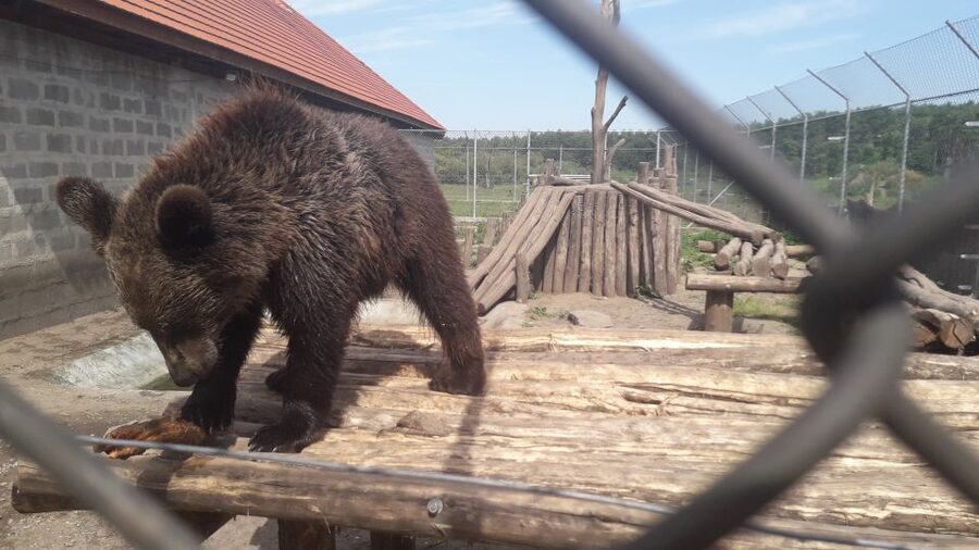 Budapest: Transport & Guided Tour of Bear and Wolf Sanctuary - The two-hour guided walk