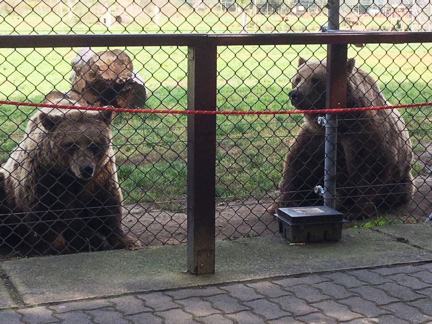 Budapest: Transport & Guided Tour of Bear and Wolf Sanctuary - What the animals may be doing