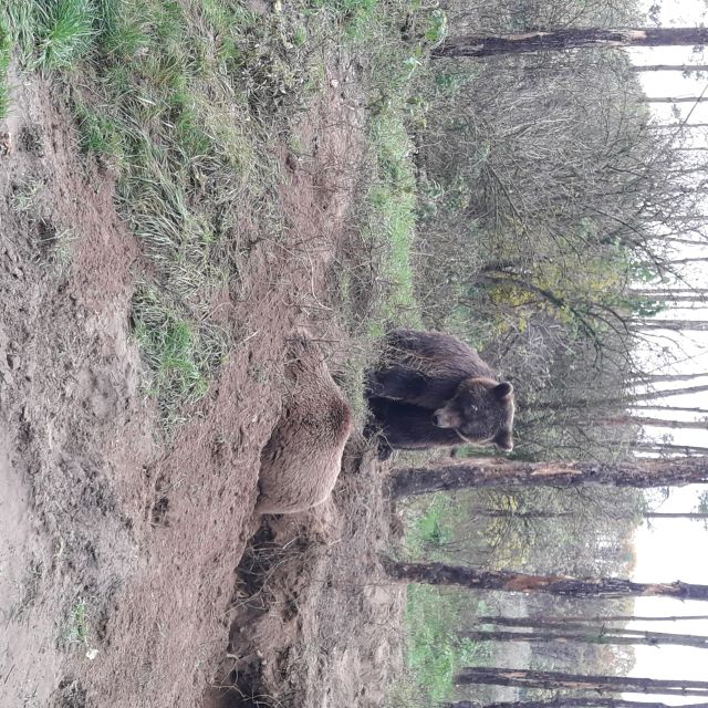 Budapest: Transport & Guided Tour of Bear and Wolf Sanctuary - Timing, clothing, and practical comfort