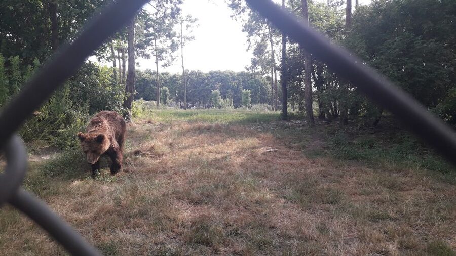 Budapest: Transport & Guided Tour of Bear and Wolf Sanctuary - Who should book this outing?