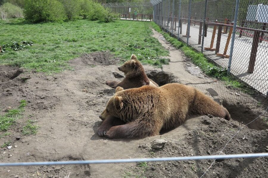 Budapest: Transport & Guided Tour of Bear and Wolf Sanctuary - A sanctuary built around open space