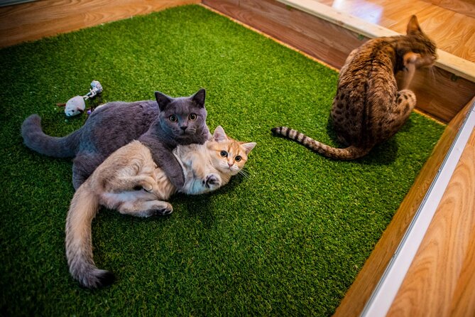 Cat Museum Budapest Entry Ticket - Key points to know before you book