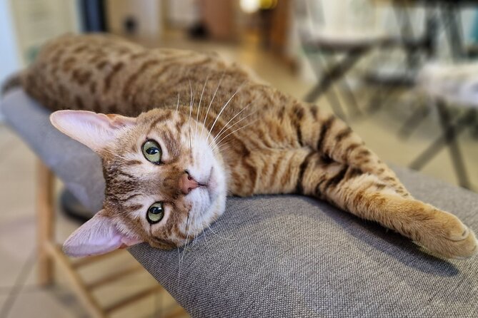 Cat Museum Budapest Entry Ticket - How to make the most of your visit