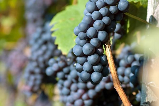 Countryside Half-day Gastro-Wine Tour from Budapest Meal & pickup - The food is more than a side dish