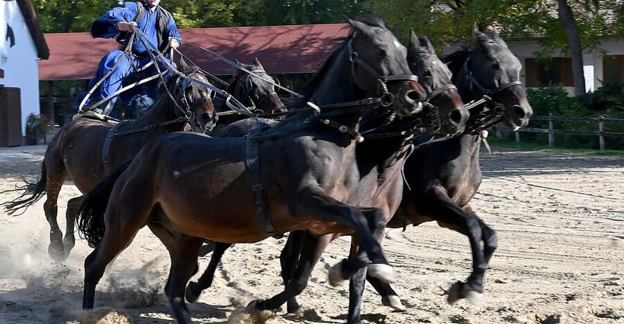 Countryside ranch, horse show & lunch - The horse show and the Hungarian cowboys