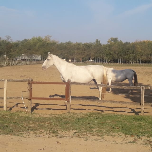 Countryside ranch, horse show & lunch - Grey cattle, Racka sheep, and the ranch tour