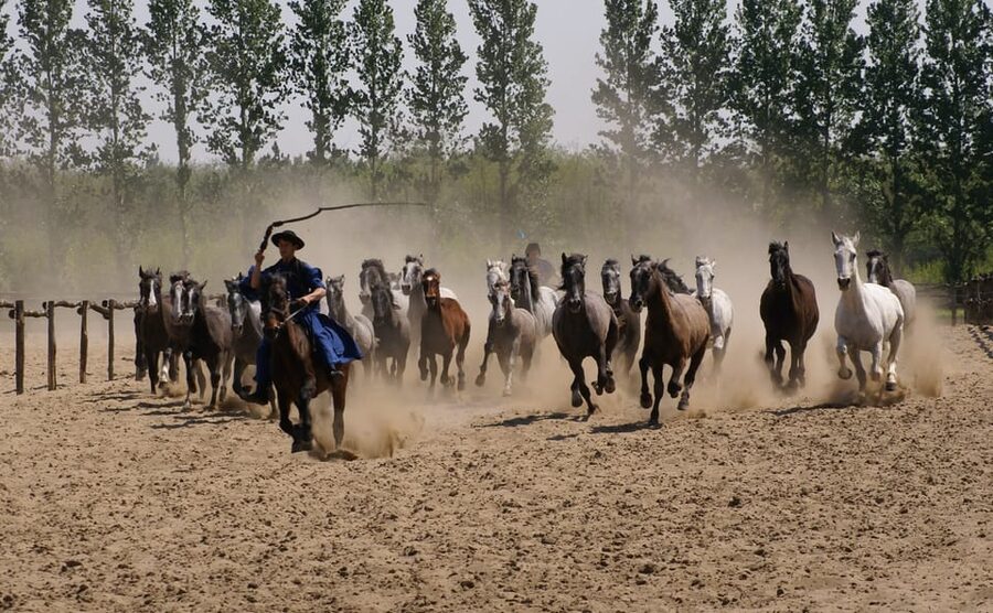 Countryside ranch, horse show & lunch - A 15-minute carriage ride around the farm
