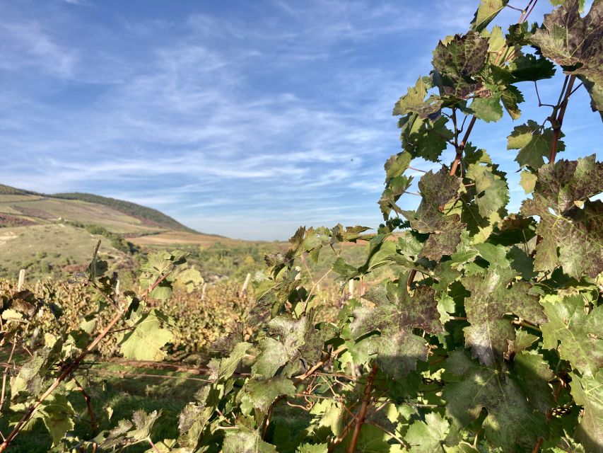 Eger: Countryside, Culture, and Wine Private Tour - Lunch and free time in the center