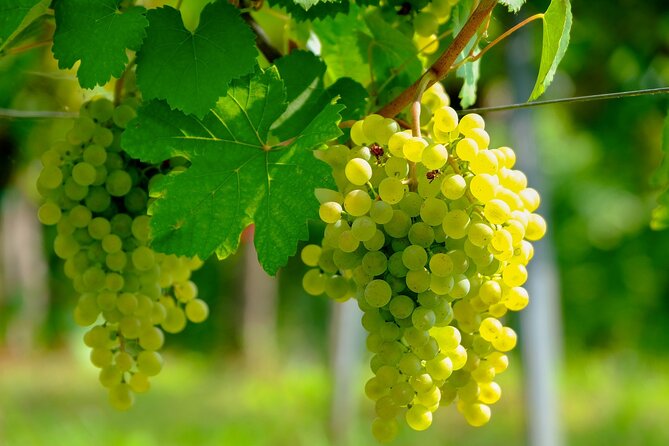 Etyek Private Half-Day Wine Tasting Tour from Budapest - Leaving Budapest for Etyek’s Vineyards