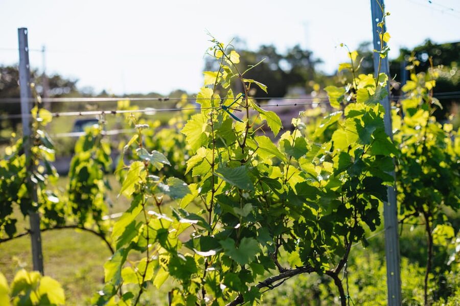 From Budapest: Etyek Wine Tasting Tour with 3-Course Meal - Should you book the Etyek wine tasting tour?