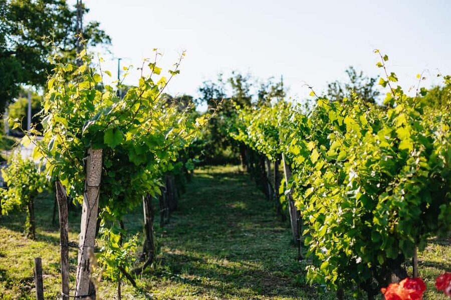 From Budapest: Etyek Wine Tasting Tour with 3-Course Meal - What you actually taste and learn