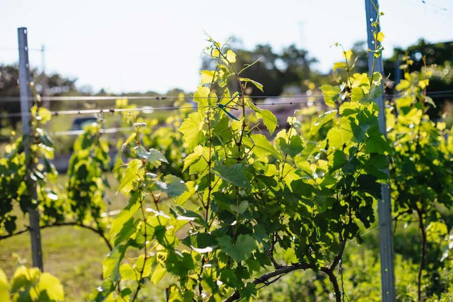 From Budapest: Etyek Wine Tasting Tour with 3-Course Meal - The home-cooked Hungarian meal
