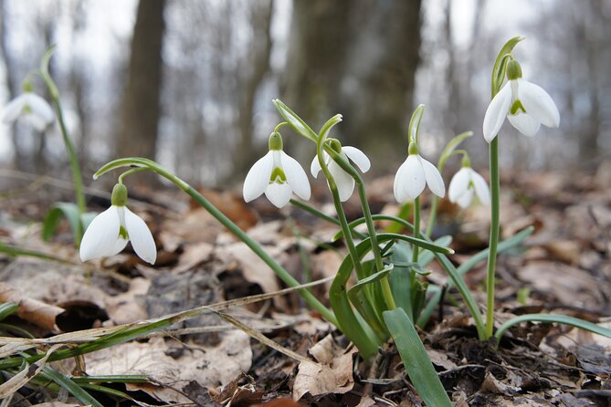 Hiking in Budapest - Nature details that make the walk feel local