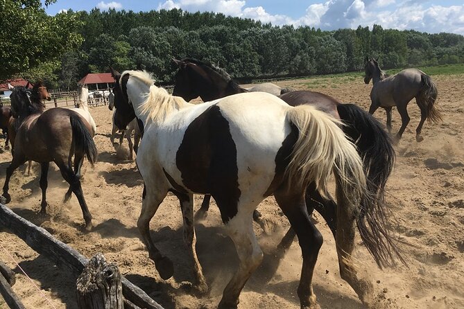 Horseshow on the Hungarian Puszta, private tour from Budapest with entry! - The horse show, where skill matters most