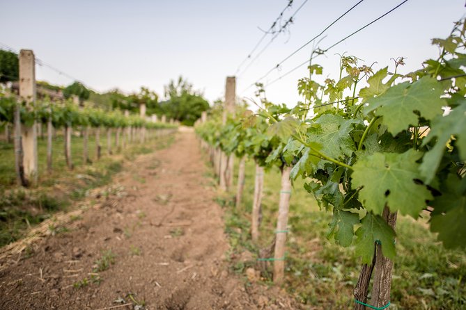 Lake Balaton Full Day Private Wine Tour - Is $1,919.88 a fair price?