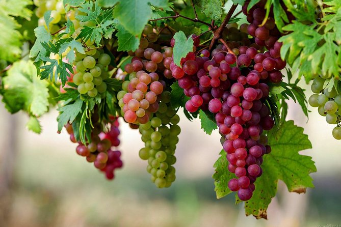Private Lake Balaton Experience with an unforgettable Wine Tasting - Who will enjoy this Lake Balaton day