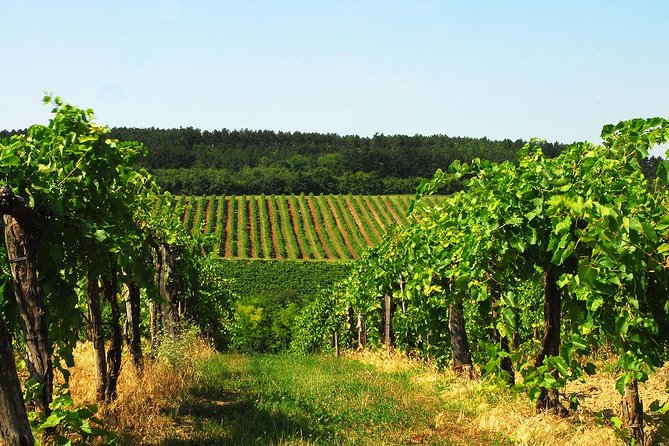 Private Lake Balaton Experience with an unforgettable Wine Tasting - Wine tasting around Balatonfüred and Csopak