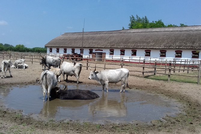 The "Puszta" Horse Show - The pace, group size, and practical limits