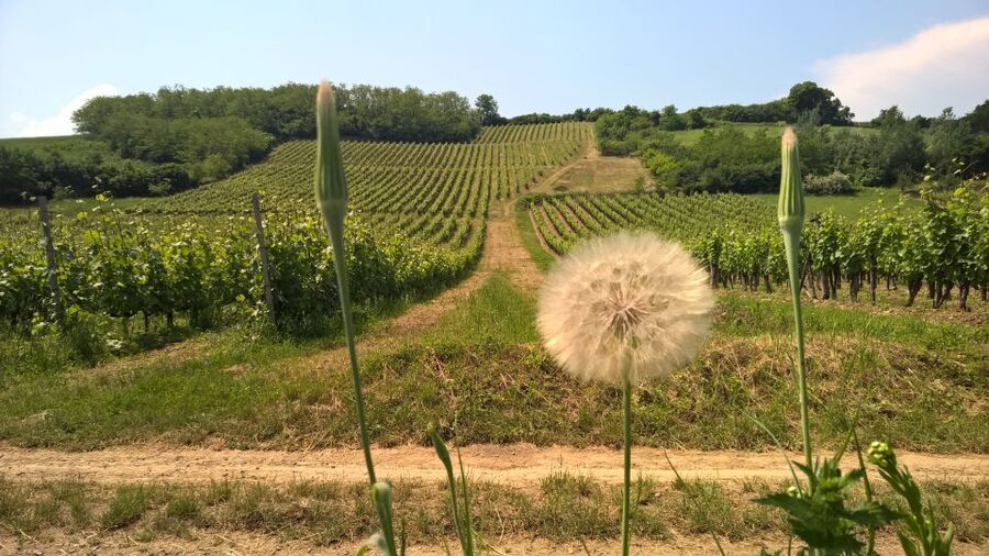 Tokaj: Classic Wine Tasting - Cheese, bread, olives, and a sensible price